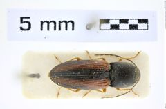 Foto (Dorsalansicht) von Cardiotarsus ornatipennis (Fleutiaux, 1947) (NHMW-ZOO-COL-0008269)
